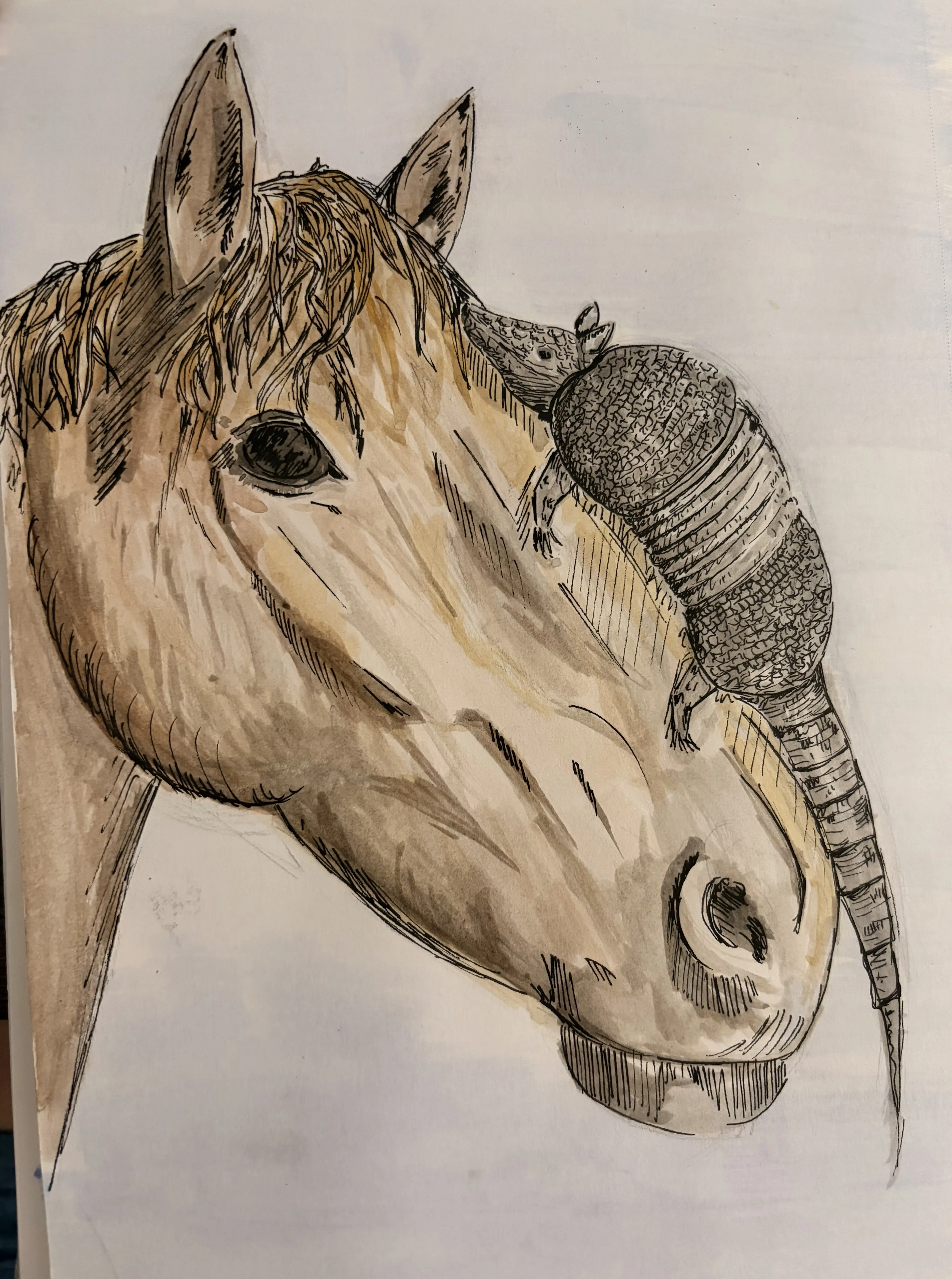 Horse and Armadillo